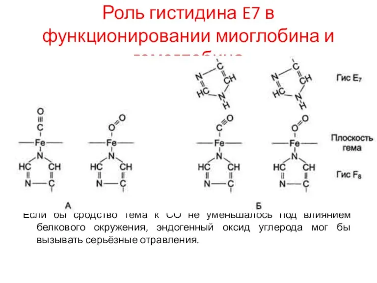 Роль гистидина E7 в функционировании миоглобина и гемоглобина Если бы