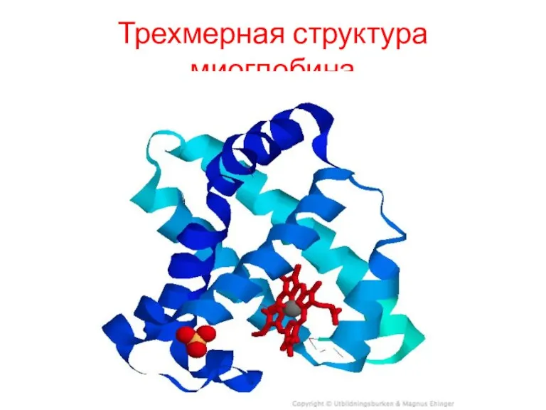 Трехмерная структура миоглобина