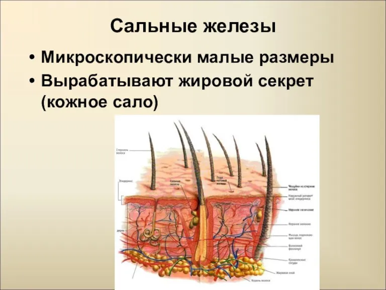 Сальные железы Микроскопически малые размеры Вырабатывают жировой секрет (кожное сало)