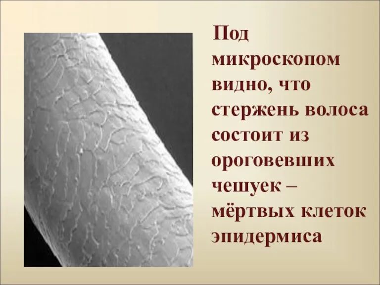 Под микроскопом видно, что стержень волоса состоит из ороговевших чешуек – мёртвых клеток эпидермиса