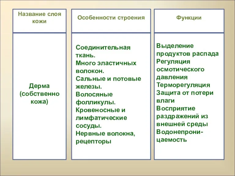 Название слоя кожи Особенности строения Функции Дерма (собственно кожа) Выделение продуктов распада Регуляция