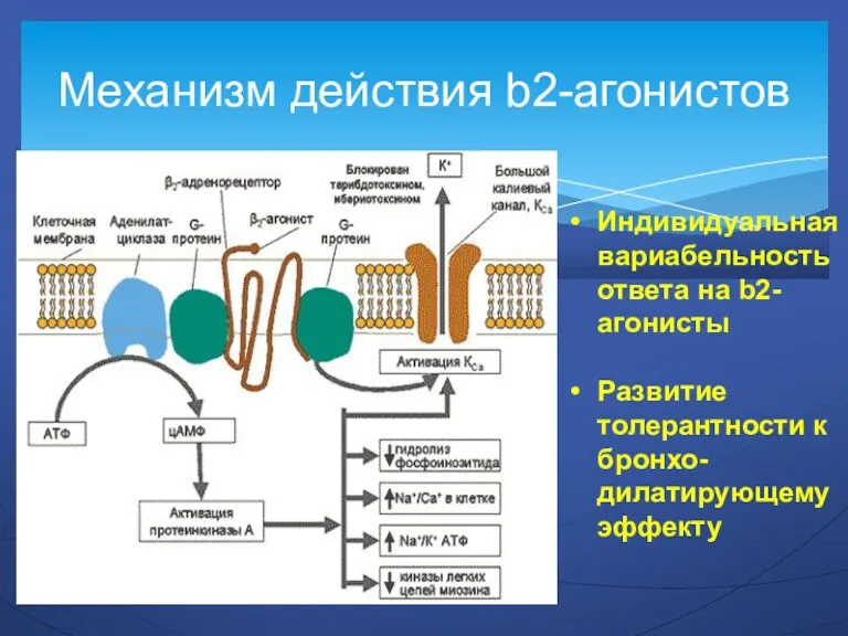 Механизм действия b2-агонистов Индивидуальная вариабельность ответа на b2-агонисты Развитие толерантности к бронхо-дилатирующему эффекту