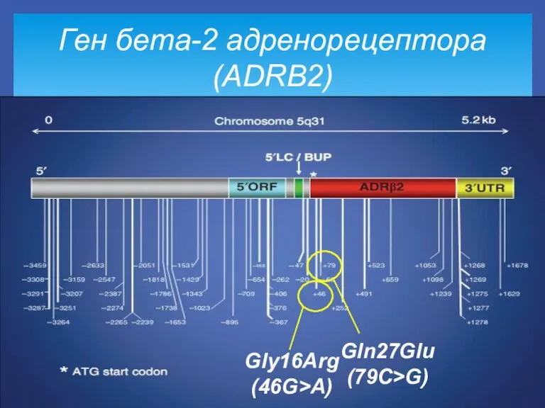 Ген бета-2 адренорецептора (ADRB2) Gly16Arg (46G>A) Gln27Glu (79C>G)