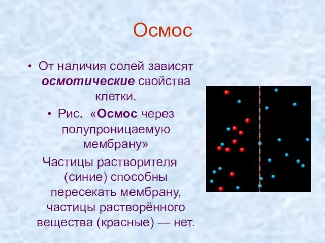 Осмос От наличия солей зависят осмотические свойства клетки. Рис. «Осмос