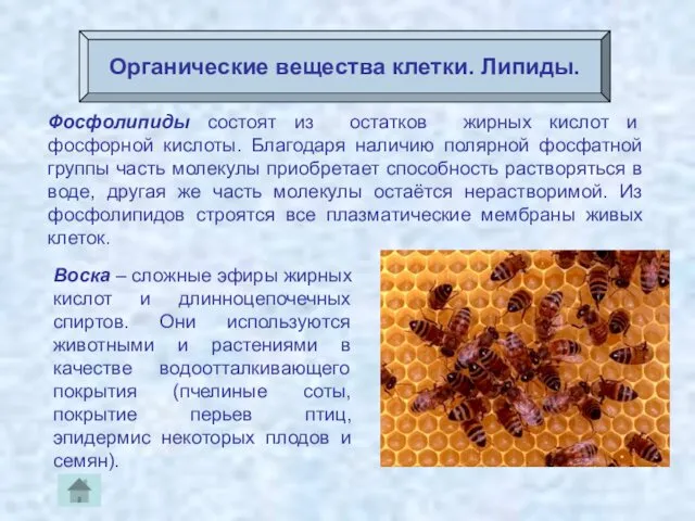 Органические вещества клетки. Липиды. Фосфолипиды состоят из остатков жирных кислот