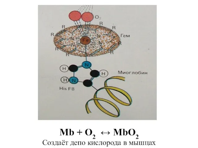 Mb + O2 ↔ MbO2 Создаёт депо кислорода в мышцах