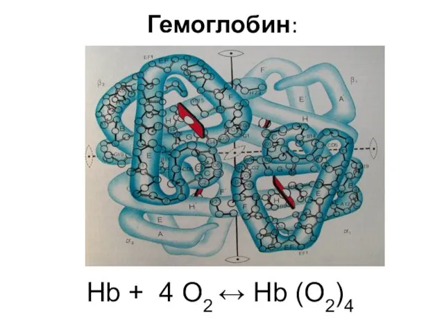 Гемоглобин: Hb + 4 O2 ↔ Hb (O2)4