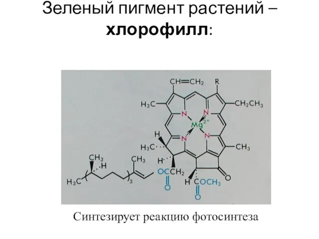 Зеленый пигмент растений –хлорофилл: Синтезирует реакцию фотосинтеза