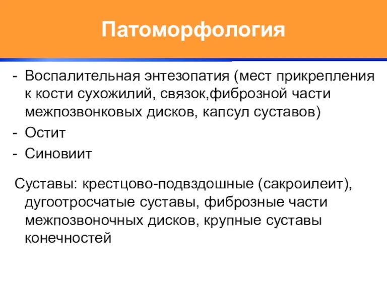 Патоморфология Воспалительная энтезопатия (мест прикрепления к кости сухожилий, связок,фиброзной части межпозвонковых дисков, капсул