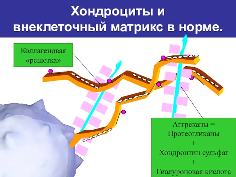 Хондроциты и внеклеточный матрикс в норме. Коллагеновая «решетка» Аггреканы = Протеогликаны + Хондроитин