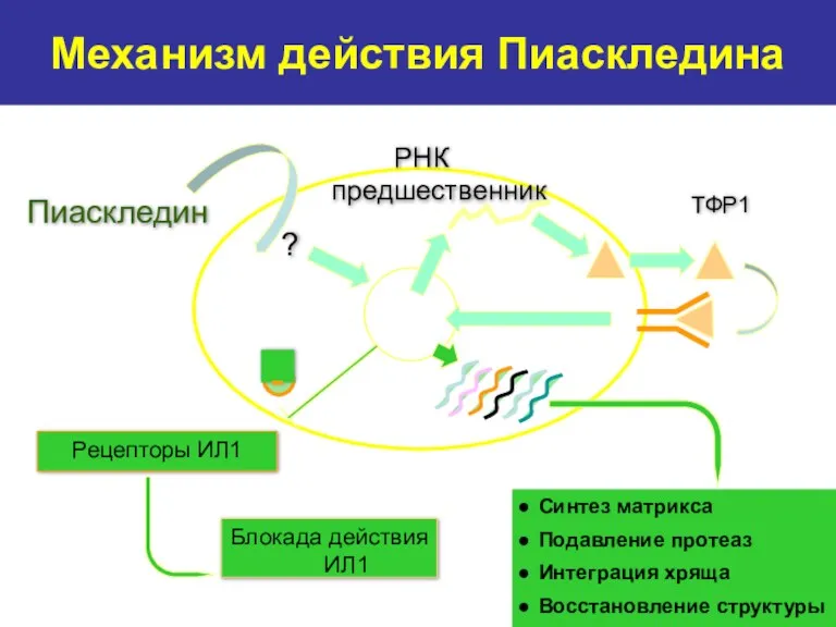 Механизм действия Пиаскледина Пиаскледин ТФР1 РНК предшественник ?