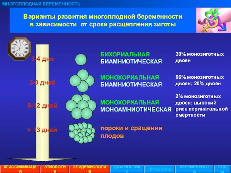 Варианты развития многоплодной беременности в зависимости от срока расщепления зиготы