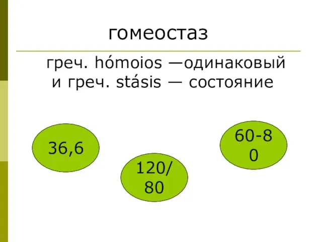 гомеостаз греч. hómoios —одинаковый и греч. stásis — состояние 36,6 120/80 60-80