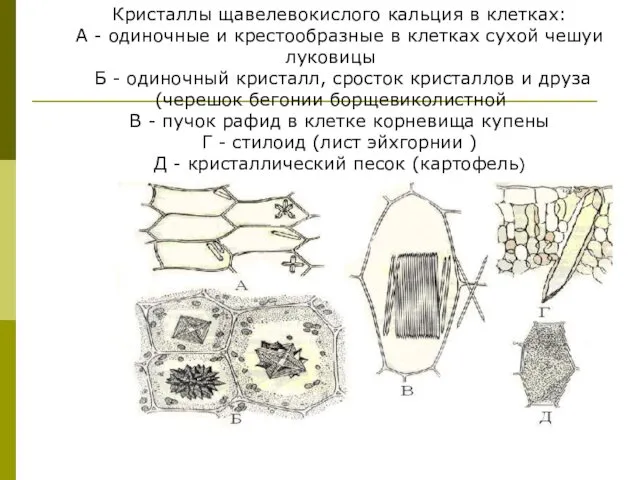 Кристаллы щавелевокислого кальция в клетках: А - одиночные и крестообразные в клетках сухой