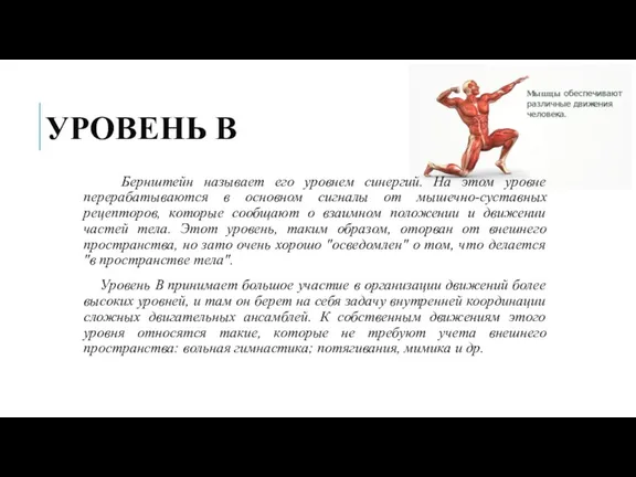 УРОВЕНЬ B Бернштейн называет его уровнем синергий. На этом уровне