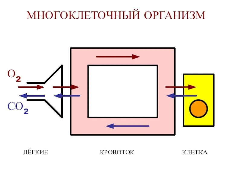 МНОГОКЛЕТОЧНЫЙ ОРГАНИЗМ О2 СО2 КРОВОТОК ЛЁГКИЕ КЛЕТКА