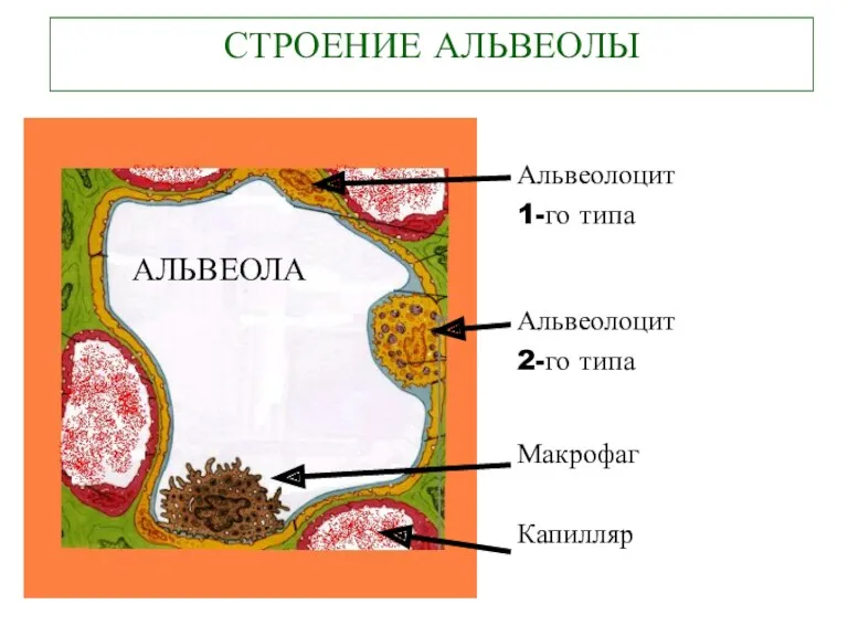 СТРОЕНИЕ АЛЬВЕОЛЫ Альвеолоцит 1-го типа Альвеолоцит 2-го типа Макрофаг Капилляр АЛЬВЕОЛА АЛЬВЕОЛА