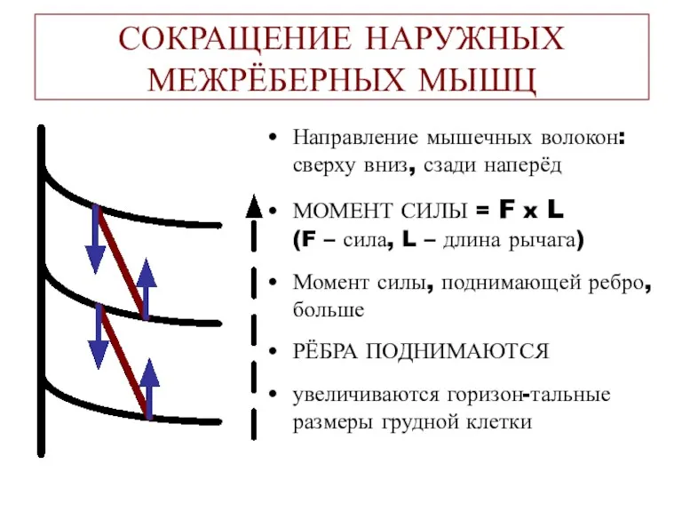 СОКРАЩЕНИЕ НАРУЖНЫХ МЕЖРЁБЕРНЫХ МЫШЦ Направление мышечных волокон: сверху вниз, сзади наперёд МОМЕНТ СИЛЫ