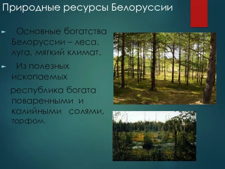 Природные ресурсы Белоруссии Основные богатства Белоруссии – леса, луга, мягкий