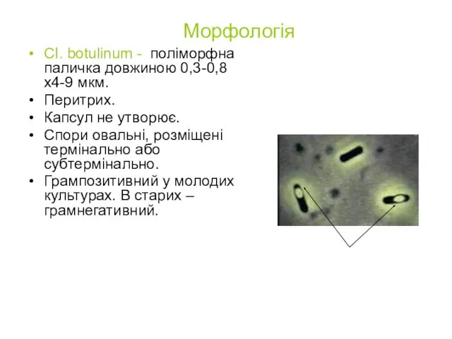Морфологія СІ. botulinum - поліморфна паличка довжиною 0,3-0,8х4-9 мкм. Перитрих.
