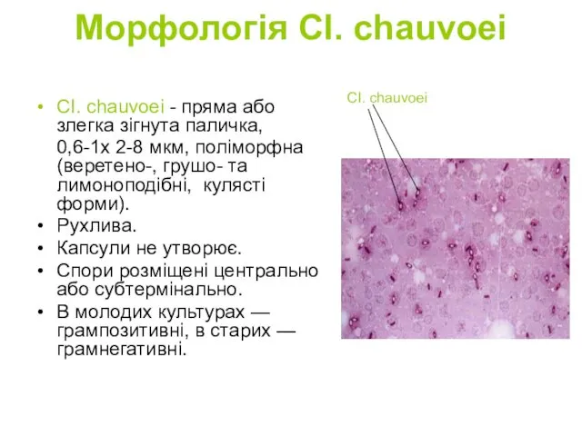 Морфологія СІ. chauvoei СІ. chauvoei - пряма або злегка зігнута