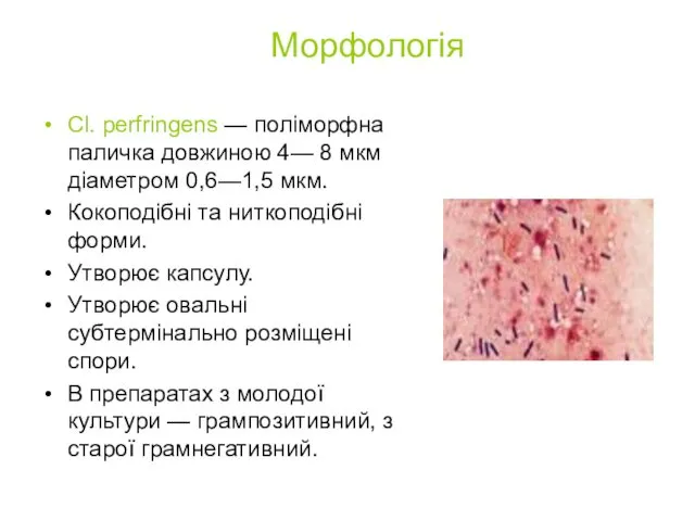 Морфологія Cl. perfringens — поліморфна паличка довжиною 4— 8 мкм