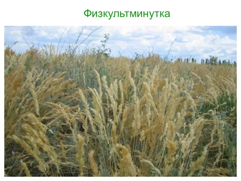 Физкультминутка