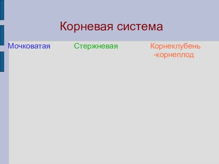 Корневая система Мочковатая Стержневая Корнеклубень -корнеплод