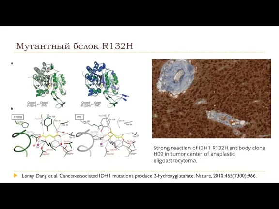 Мутантный белок R132H Lenny Dang et al. Cancer-associated IDH1 mutations