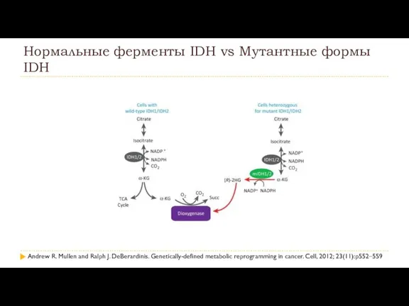 Нормальные ферменты IDH vs Мутантные формы IDH Andrew R. Mullen