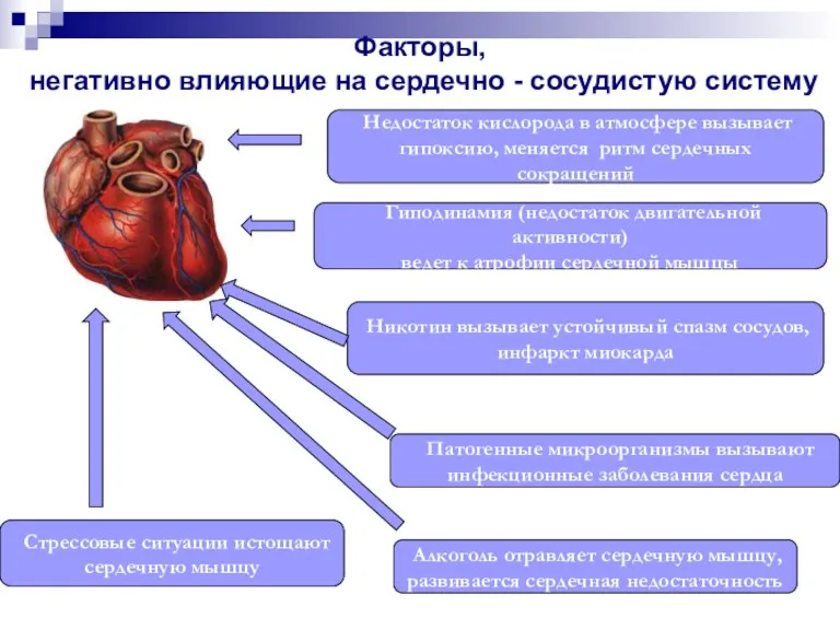 Факторы, негативно влияющие на сердечно - сосудистую систему Недостаток кислорода