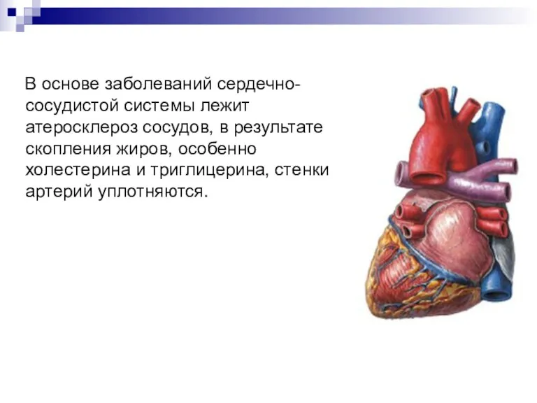 В основе заболеваний сердечно-сосудистой системы лежит атеросклероз сосудов, в результате скопления жиров, особенно