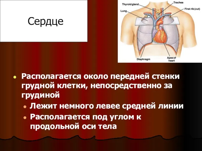 Сердце Располагается около передней стенки грудной клетки, непосредственно за грудиной Лежит немного левее