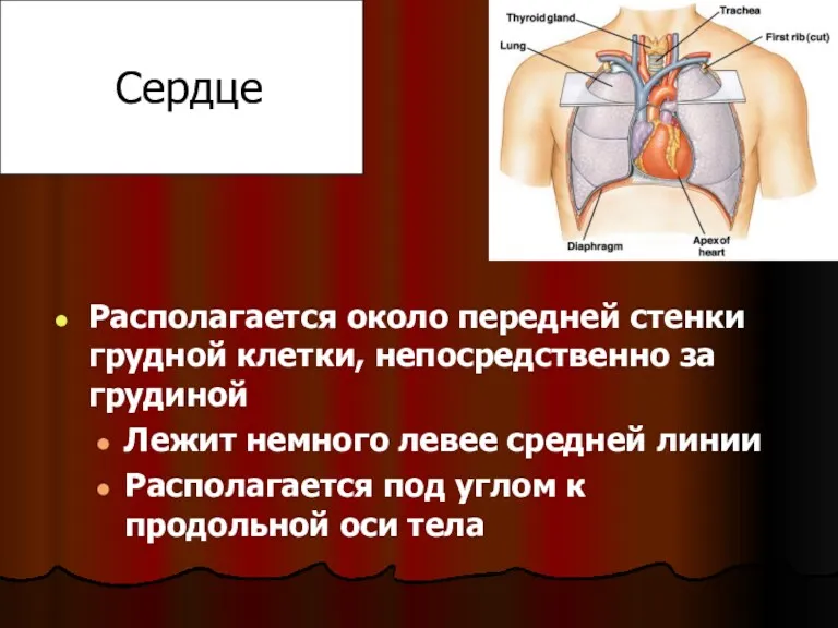 Сердце Располагается около передней стенки грудной клетки, непосредственно за грудиной