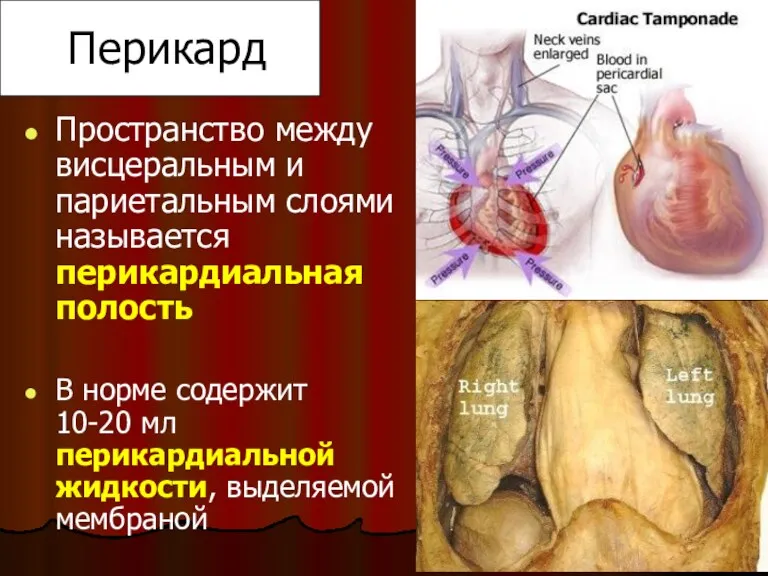 Перикард Пространство между висцеральным и париетальным слоями называется перикардиальная полость