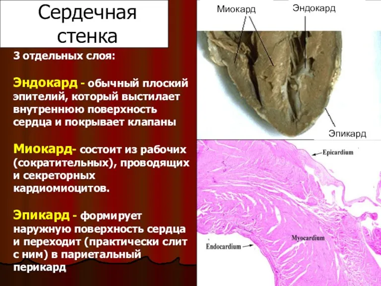 Сердечная стенка Миокард Эндокард Эпикард 3 отдельных слоя: Эндокард -