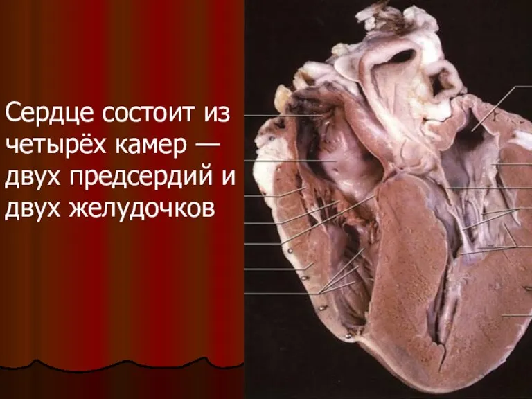 Сердце состоит из четырёх камер — двух предсердий и двух желудочков