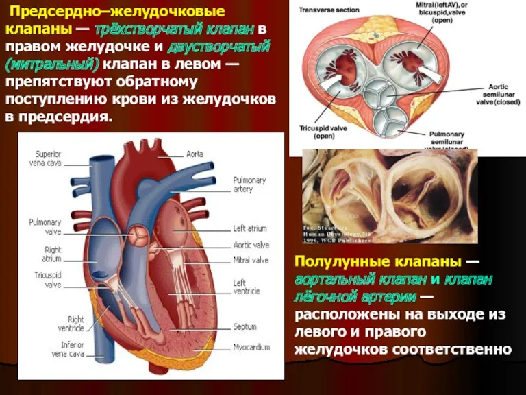 Предсердно–желудочковые клапаны — трёхстворчатый клапан в правом желудочке и двустворчатый