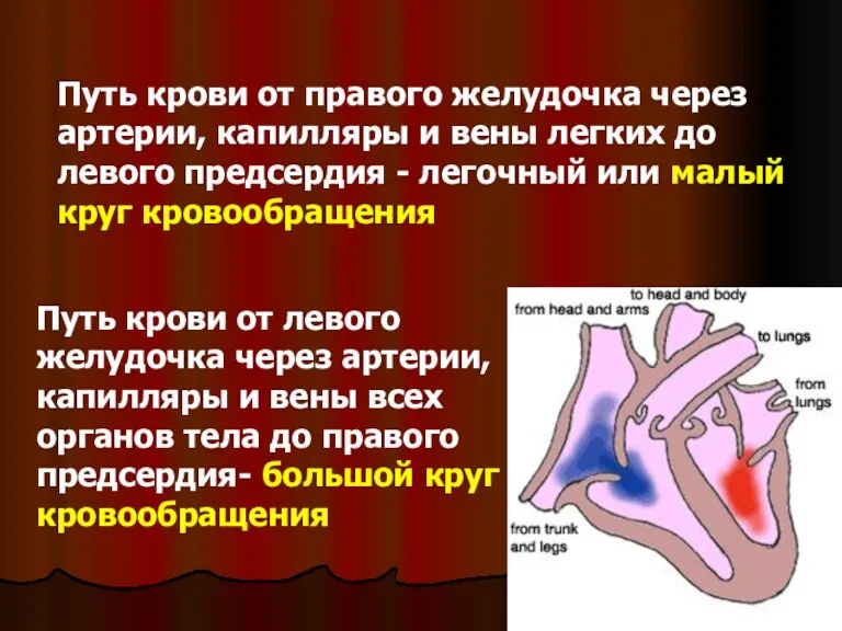 Путь крови от правого желудочка через артерии, капилляры и вены