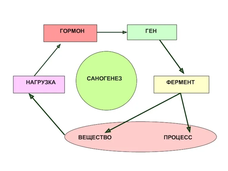 НАГРУЗКА ГОРМОН ГЕН ФЕРМЕНТ ВЕЩЕСТВО ПРОЦЕСС САНОГЕНЕЗ