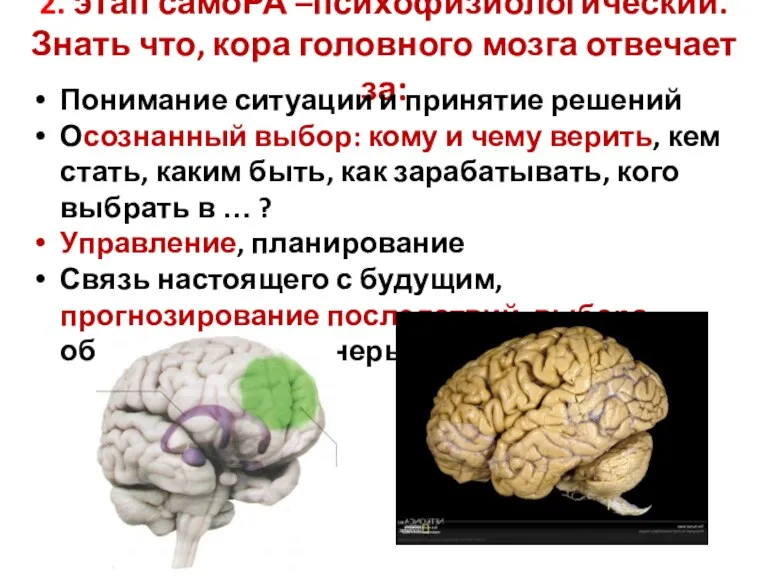 2. этап самоРА –психофизиологический. Знать что, кора головного мозга отвечает