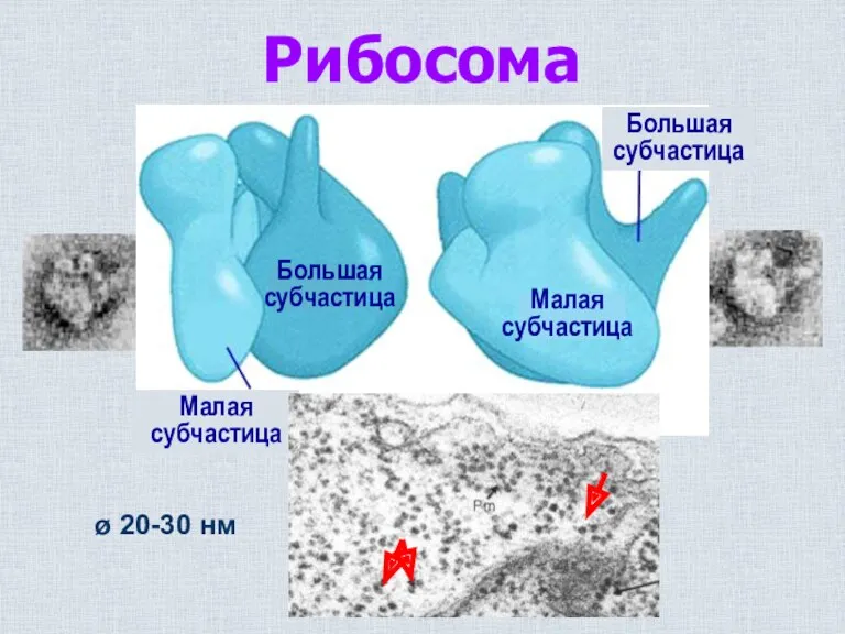 Рибосома ø 20-30 нм