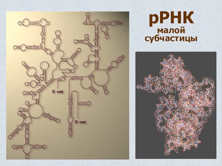 рРНК малой субчастицы