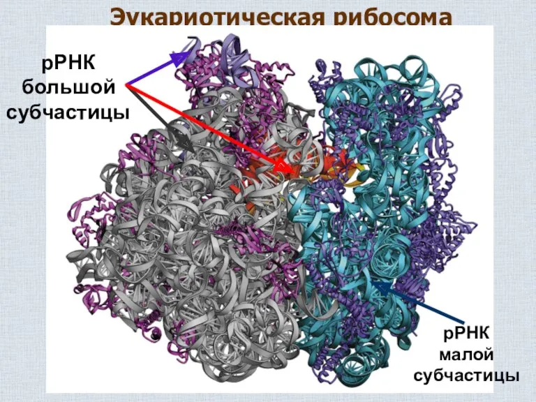 Эукариотическая рибосома рРНК большой субчастицы рРНК малой субчастицы