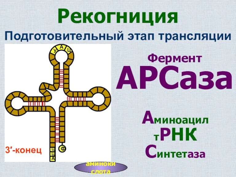 Рекогниция Фермент АРСаза Подготовительный этап трансляции Аминоацил тРНК Синтетаза аминокислота 3′-конец