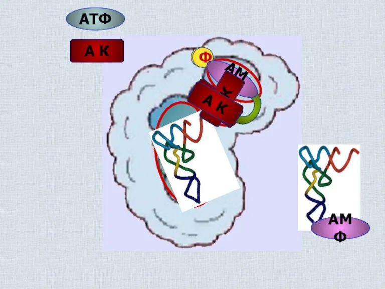 А К АТФ тРНК А К АТФ АТФ Ф Ф