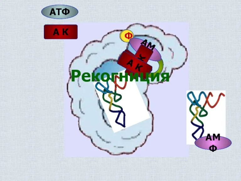 А К АТФ АТФ Ф Ф АМФ А К А К АМФ А К Рекогниция