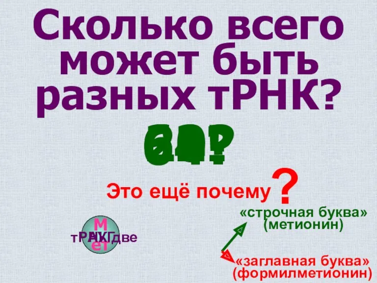 Сколько всего может быть разных тРНК? 61? 62! 64? Это