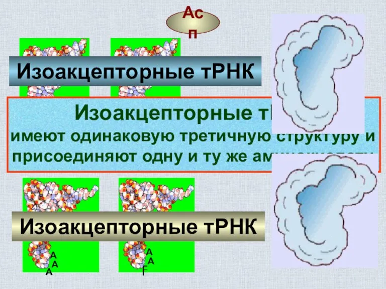 Фен Асп Изоакцепторные тРНК Изоакцепторные тРНК Изоакцепторные тРНК имеют одинаковую