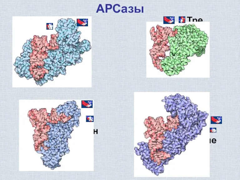 Иле Вал Глн Тре АРСазы